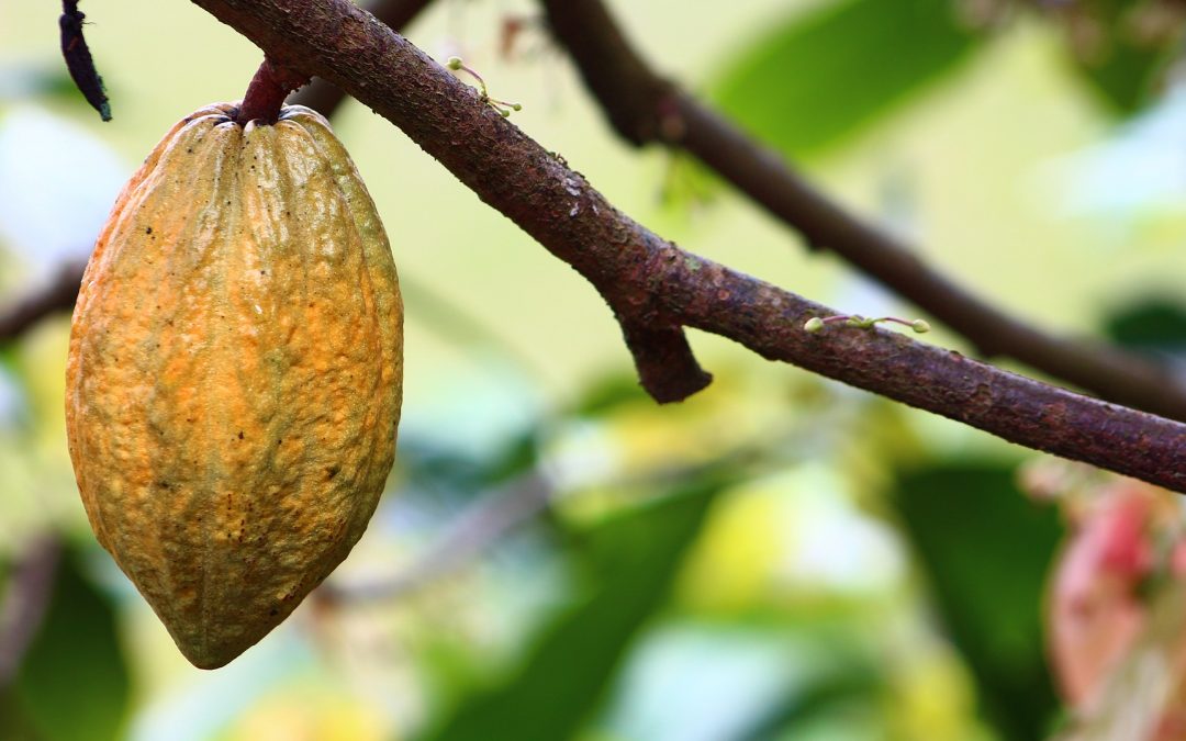 Difficult news for Fairtrade chocolate – what does this mean for cocoa sustainability and Fairtrade?