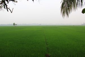 Rice fields that usually get flooded during monsoon season, Gopalganj disrict