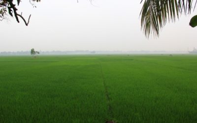 Rice fields that usually get flooded during monsoon season, Gopalganj disrict