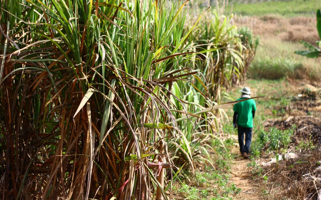 Podcast: Studying African Farmer-led Irrigation with Phil Woodhouse and Dan Brockington