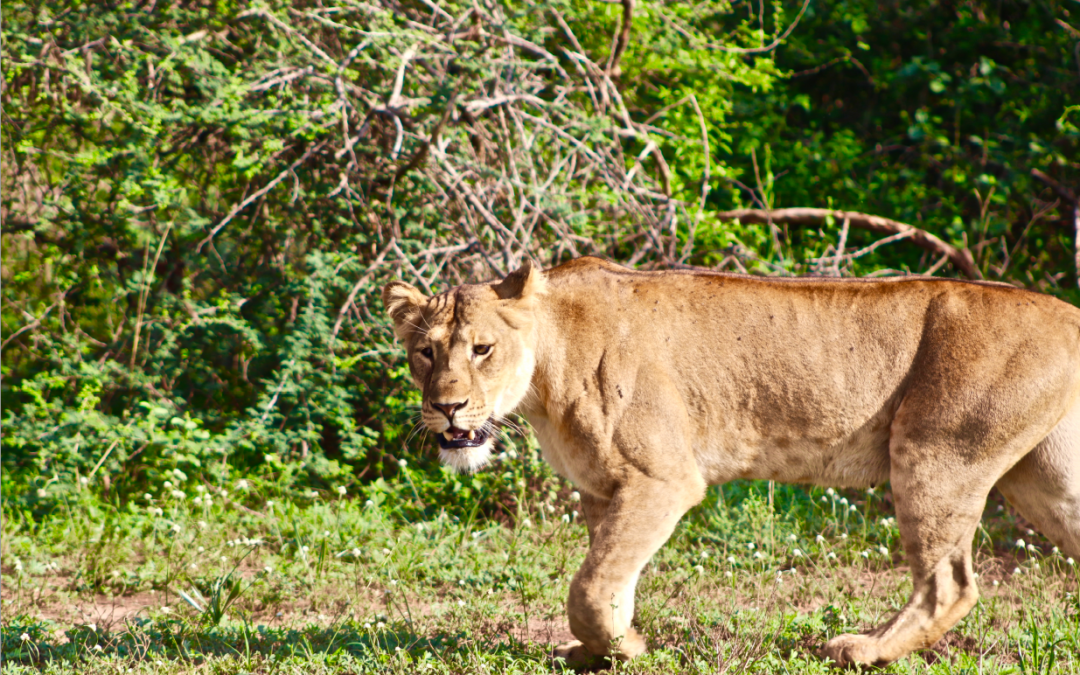 Chasing the Lion: Command-and-Control Conservation or Why Small Is Beautiful