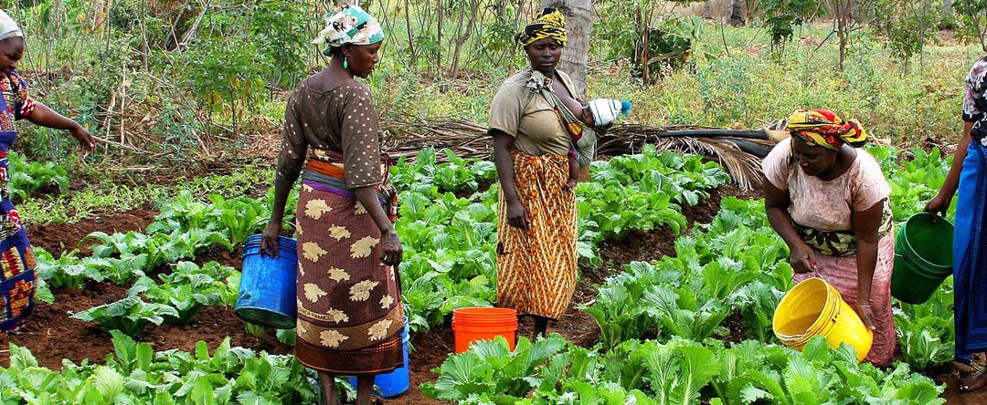 Short Course: African irrigation development: planning for a productive future