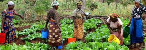 SAFI women irrigating