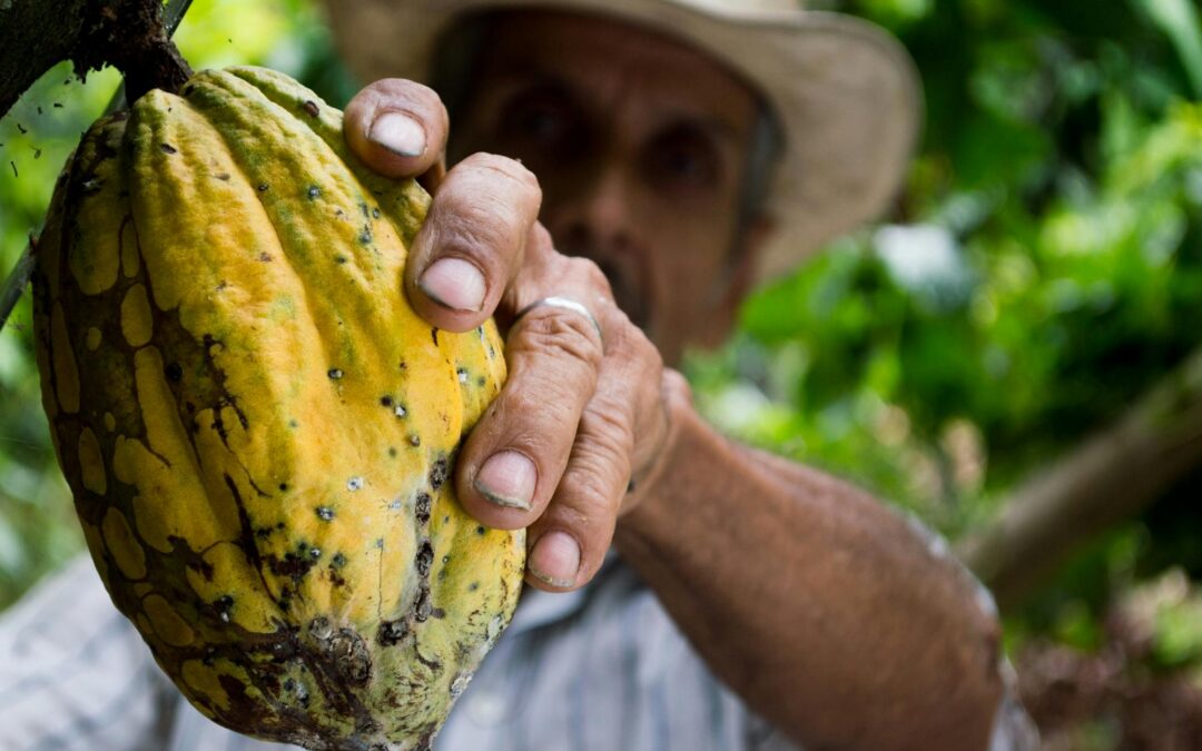 Polycentric Governance, Cocoa Prices, and Inequalities in Bangladesh: GDI’s Latest Working Papers