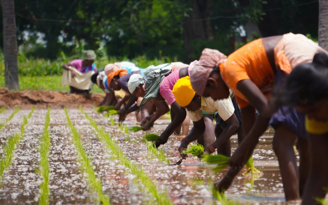 Why women hold the key to a more sustainable agricultural future