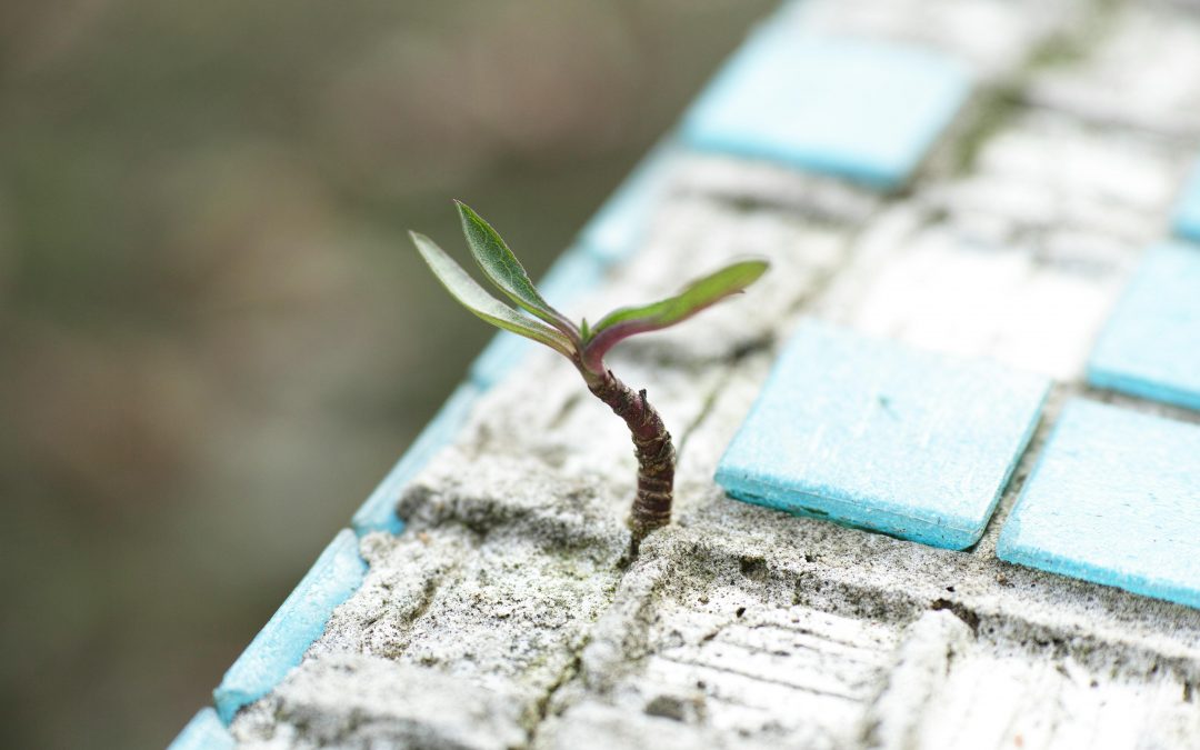 Reflections on building on resilience in the development sector