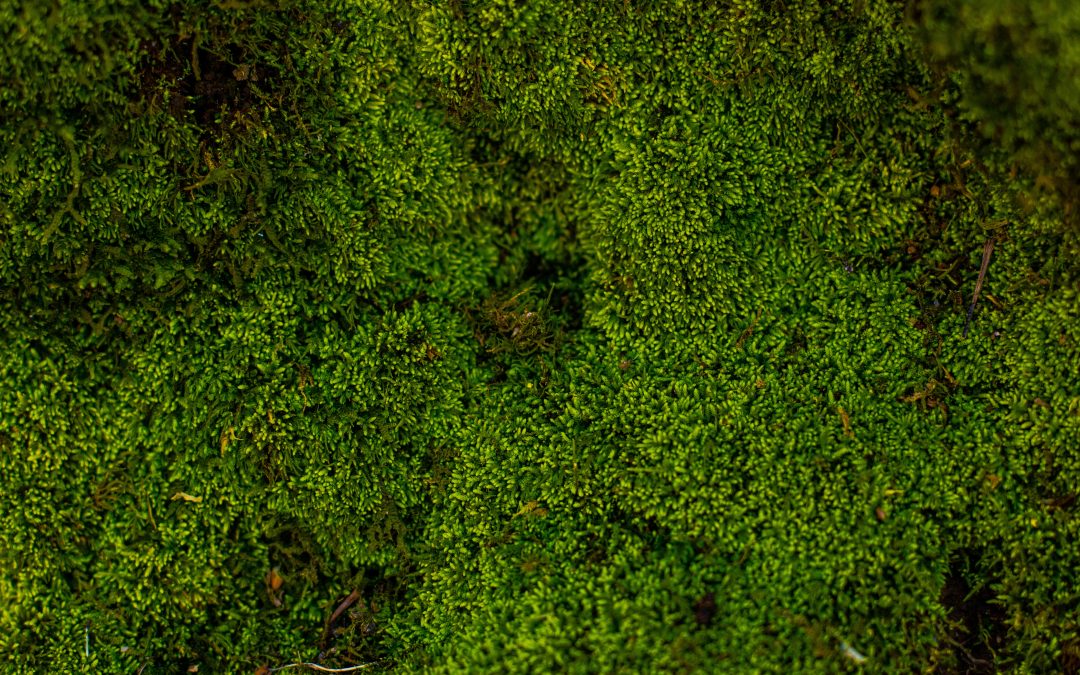 Could moss preservation mitigate the effects of climate change in Africa?