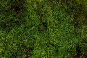 moss