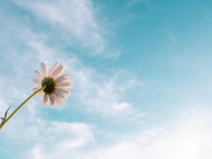 flower against blue sky backdrop